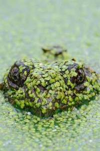 拍照搜题学生版下载苹果版