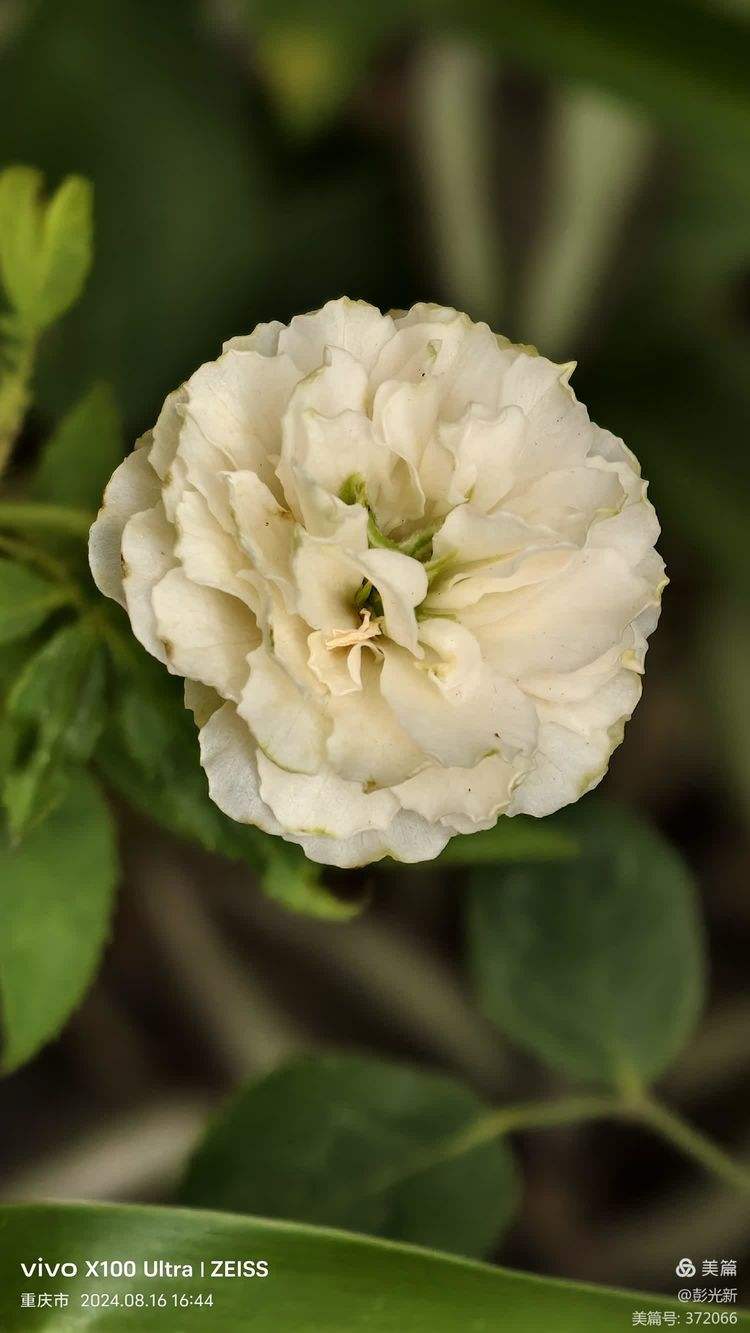 沾花惹草苹果版(爱上消水果最新版下载)